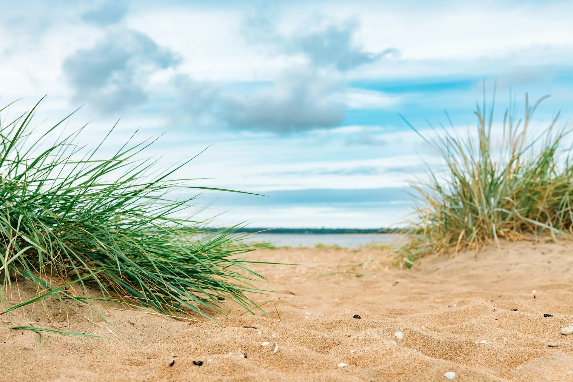 Halmstad West beach, grass at sandy shoreline of Kattegat Sea